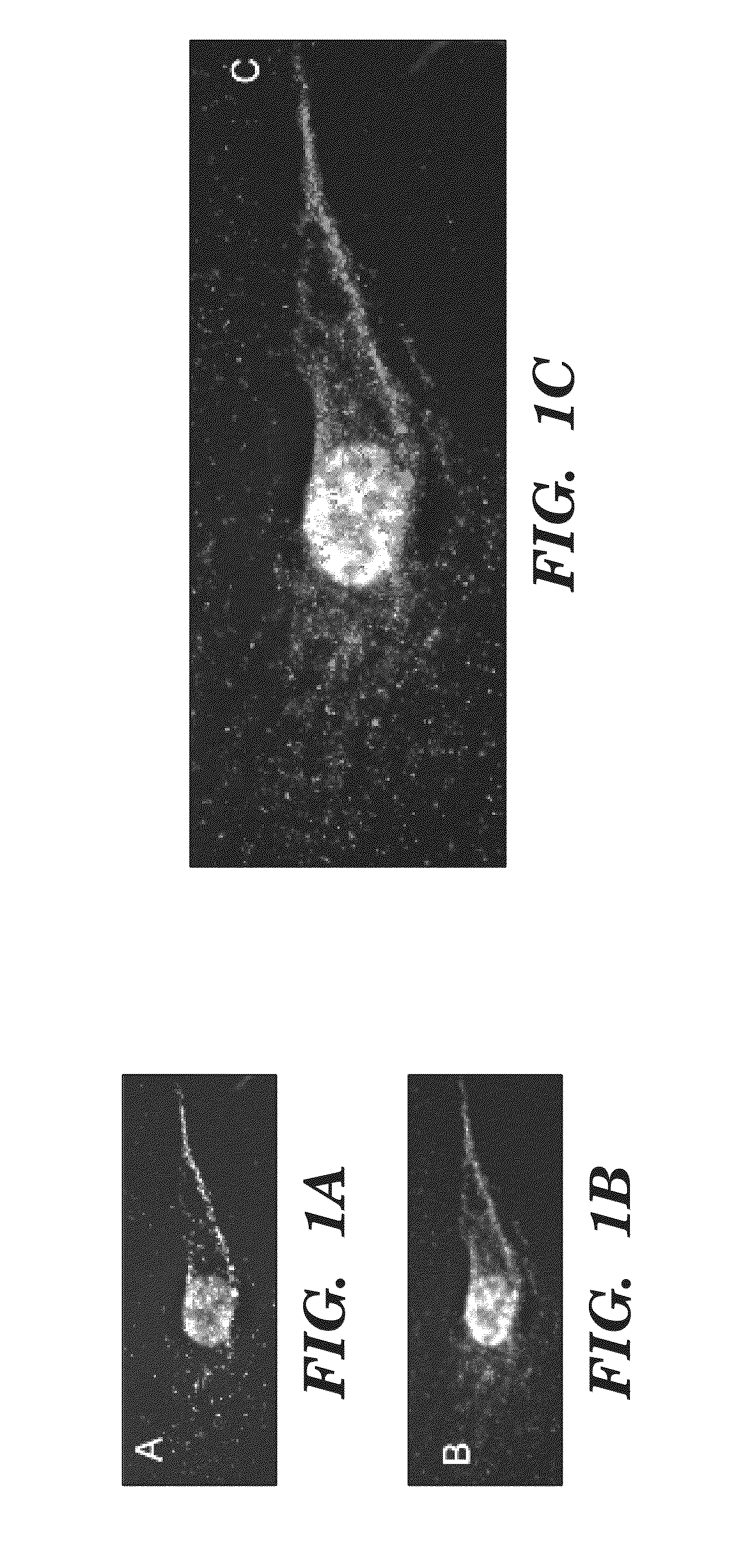 DEspR ANTAGONISTS AND AGONISTS AS THERAPEUTICS