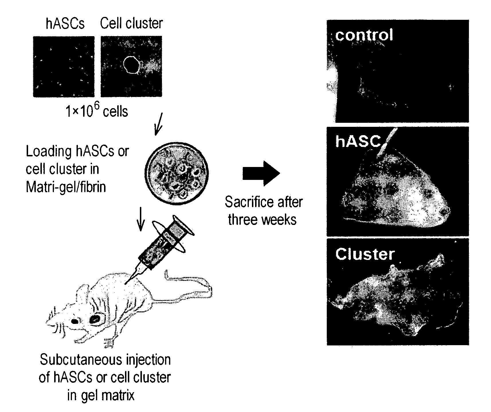 Method for differentiation of stem cells into vascular cells and the induction of angiogenesis using the same