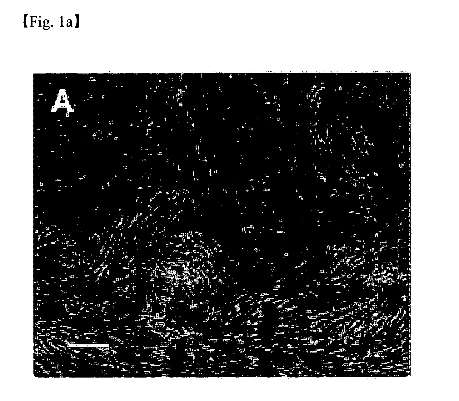 Method for differentiation of stem cells into vascular cells and the induction of angiogenesis using the same