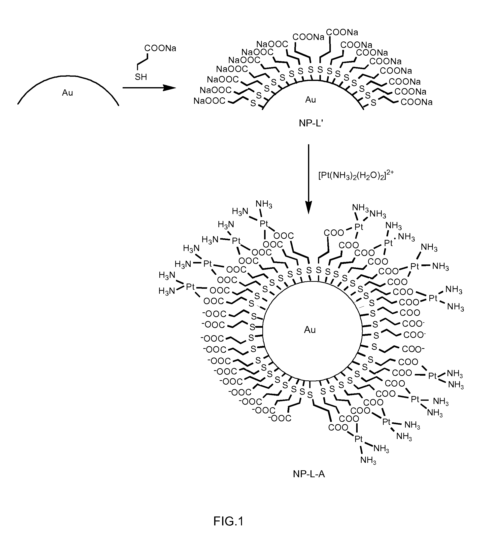 Conjugates comprising nanoparticles coated with platinum containing compounds