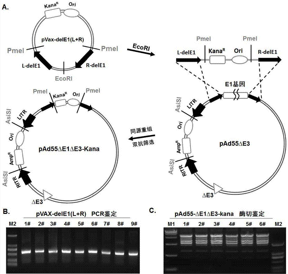 Replication-defective human adenovirus type 55 vector and preparation method and application thereof