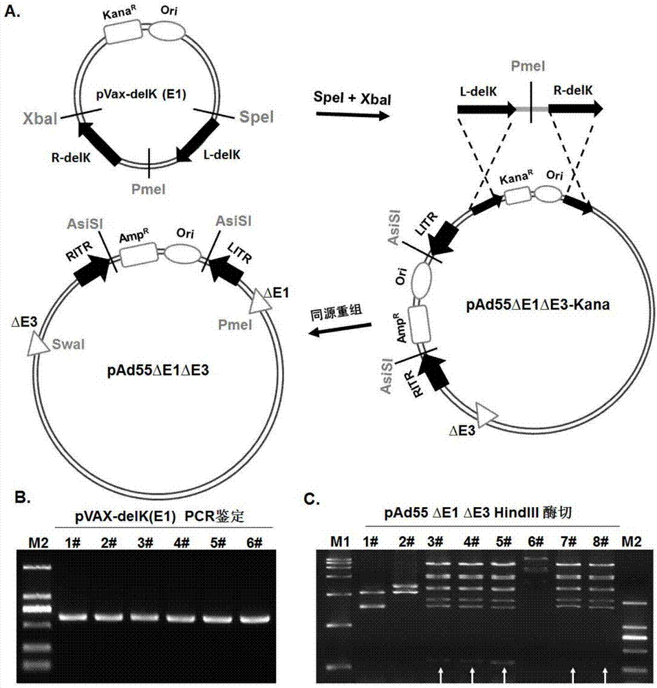 Replication-defective human adenovirus type 55 vector and preparation method and application thereof