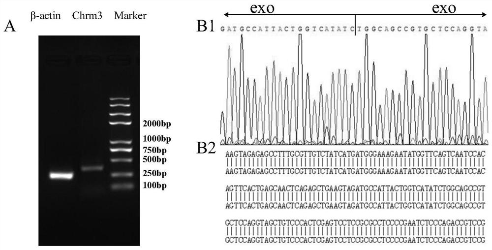 Application of FRT cell strain in preparation of preparation or kit for screening Chrm3 regulator