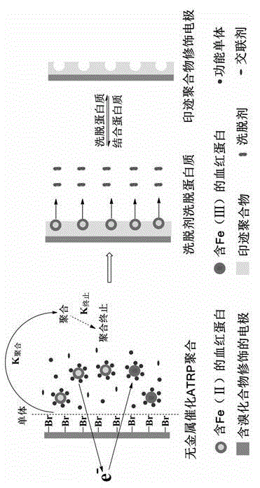 Preparation method for hemoglobin molecularly imprinted polymers through autocatalysis of ATRP