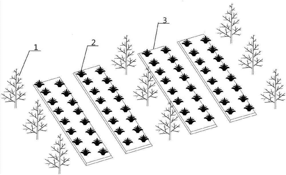 Method for interplanting pineapples and macadimia nut trees