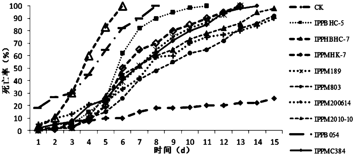 Metarhizium anisopliae IPPMHBHC-7 and application thereof