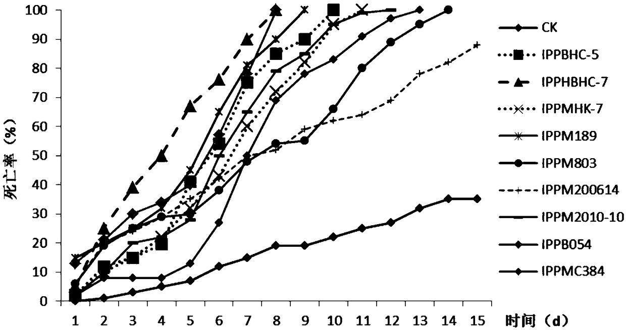 Metarhizium anisopliae IPPMHBHC-7 and application thereof