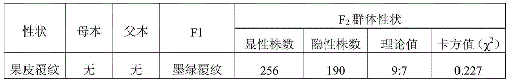 Molecular marker and application thereof