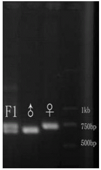 Molecular marker and application thereof