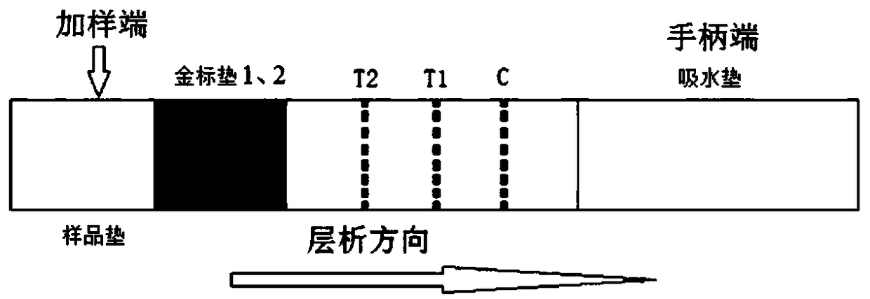 Bivalent gold-labeled test strip for classical swine fevervirus and porcine pseudorabies virus and preparation method thereof