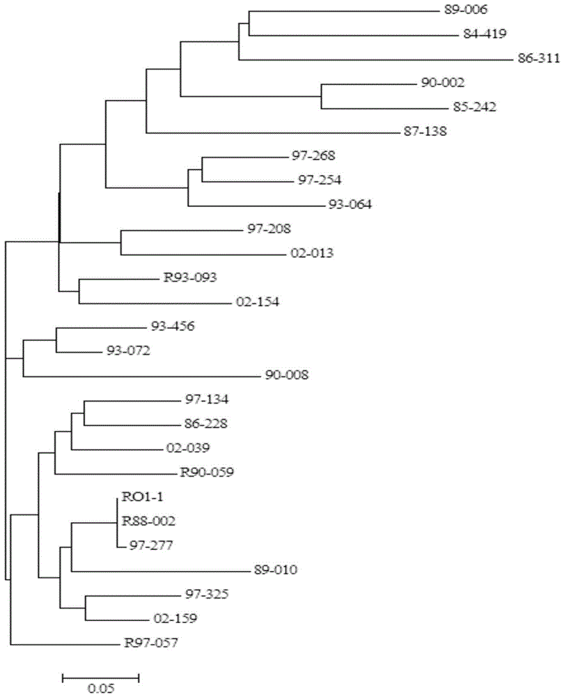 A kind of rice blast fungus avirulent gene avrpi9, encoded polypeptide, polynucleotide and application thereof