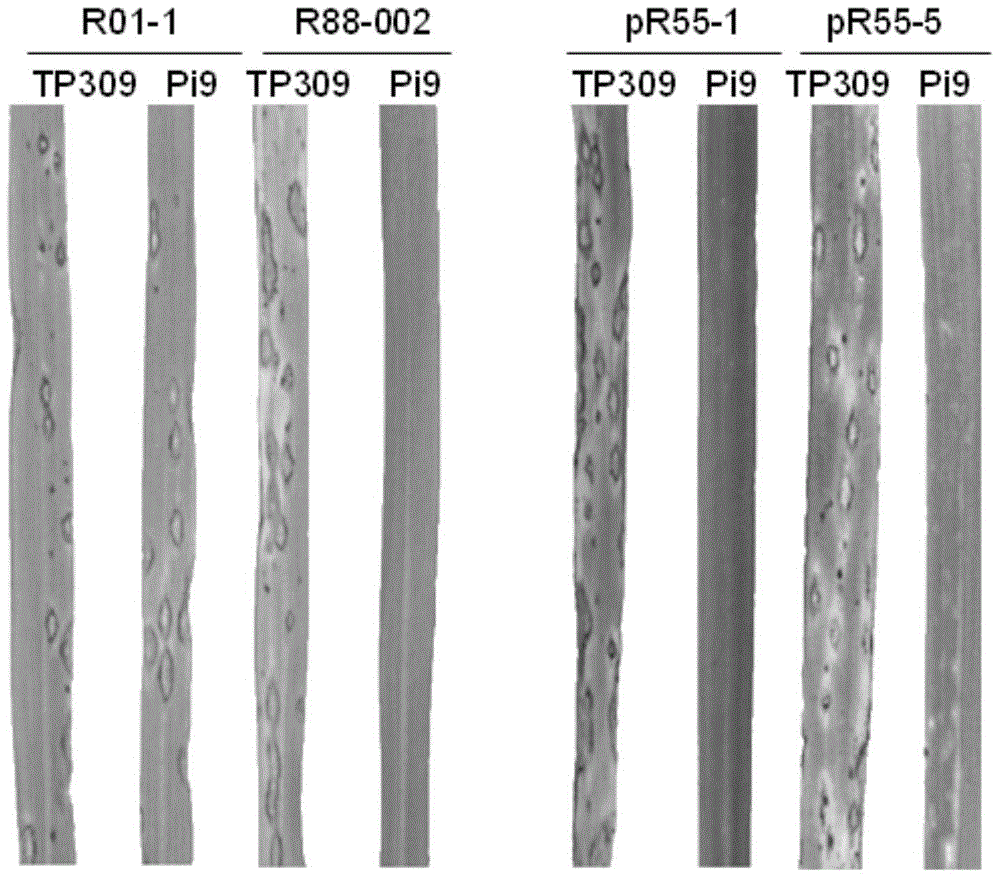 A kind of rice blast fungus avirulent gene avrpi9, encoded polypeptide, polynucleotide and application thereof