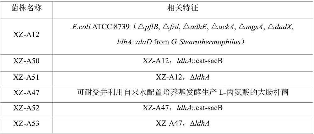 Alanine dehydrogenase mutant and application thereof in fermentation production of L-alanine