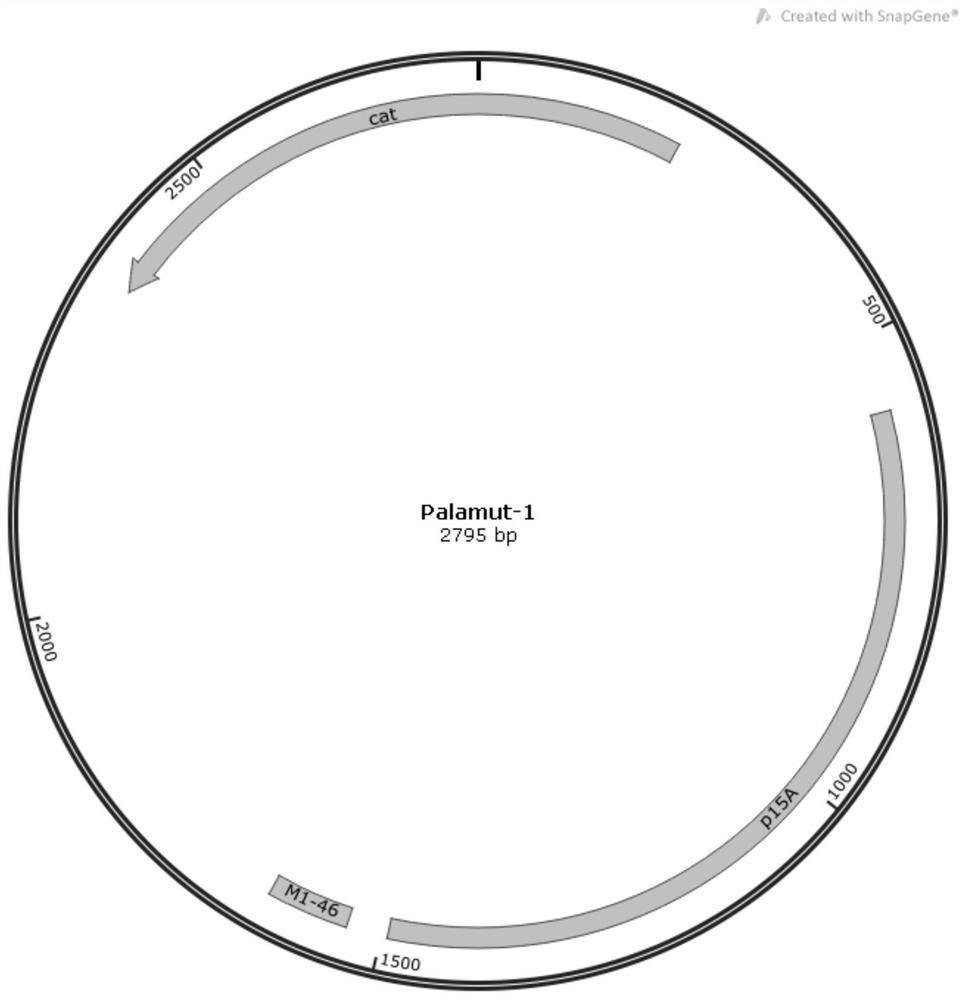 Alanine dehydrogenase mutant and application thereof in fermentation production of L-alanine