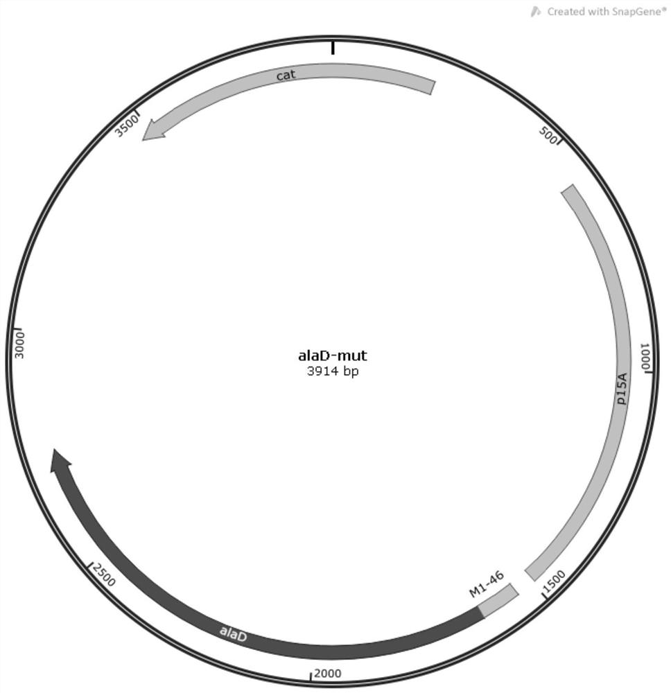 Alanine dehydrogenase mutant and application thereof in fermentation production of L-alanine