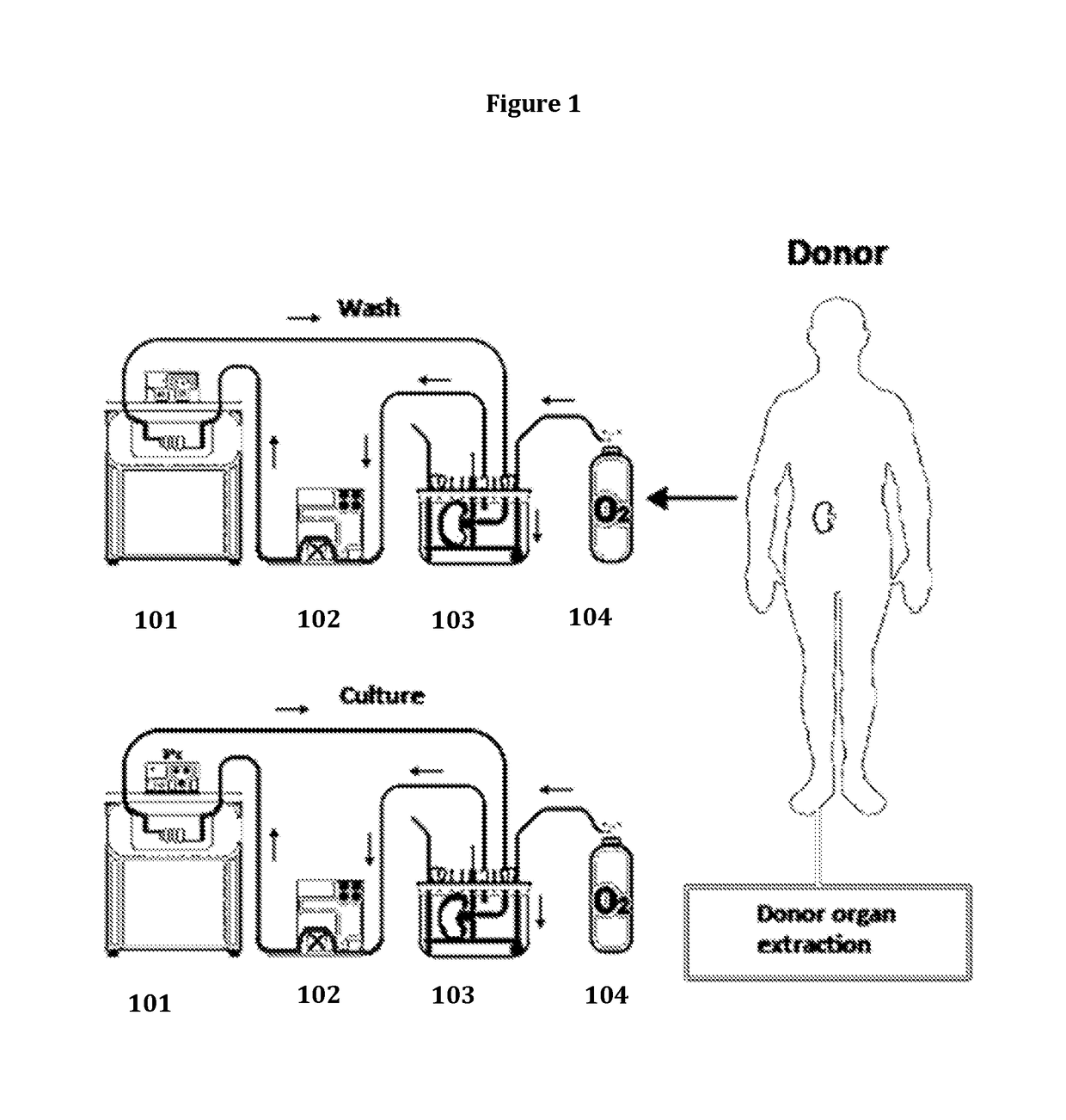 Method for organ chimerization through cellular treatment