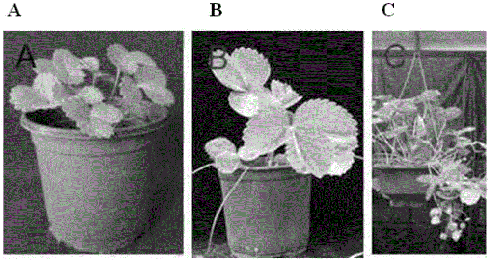 Method for utilizing black fungus mushroom residues to prepare matrix special for strawberry potting culture