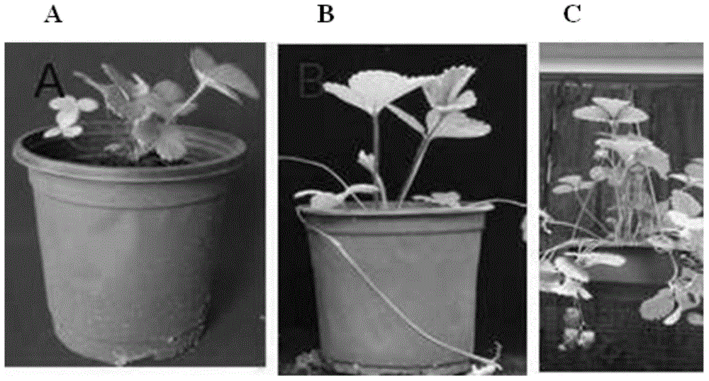 Method for utilizing black fungus mushroom residues to prepare matrix special for strawberry potting culture