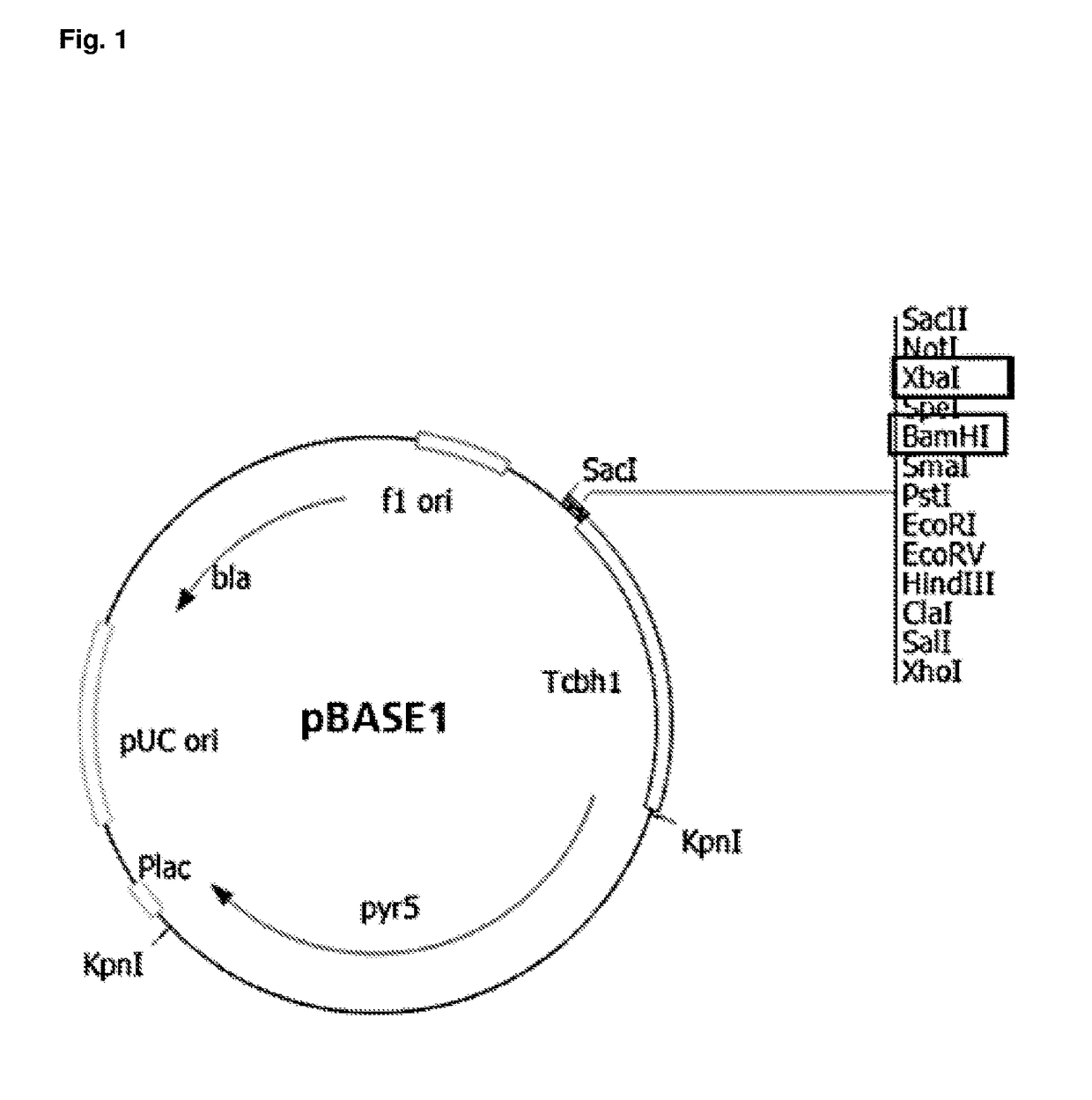 Expression of recombinant beta-xylosidase enzymes