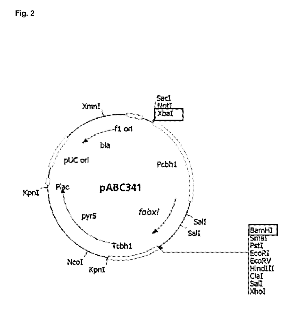 Expression of recombinant beta-xylosidase enzymes