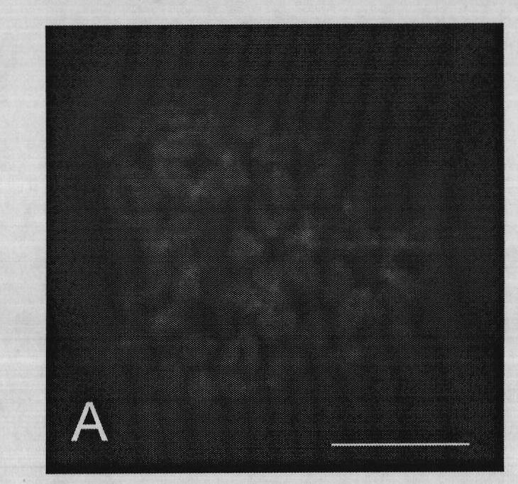 Fluorescence in situ hybridization (FISH) method for fish chromosomes