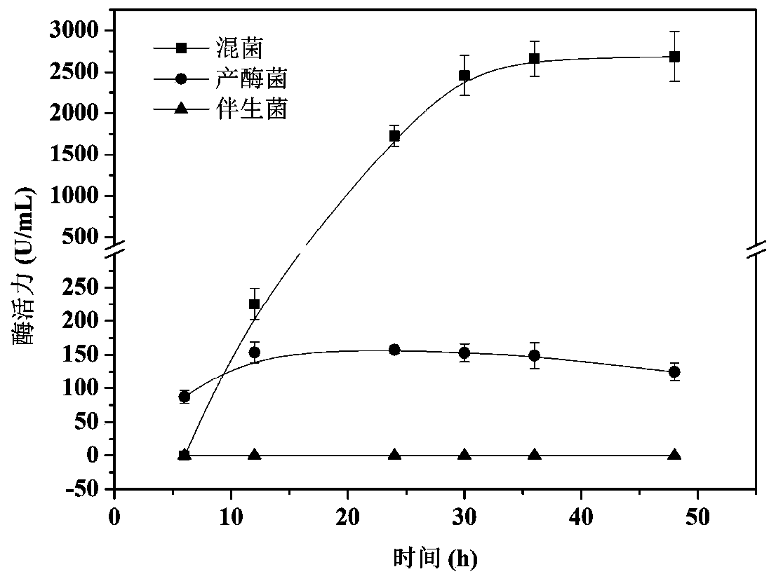 Method for increasing yield of chitin deacetylase through mixed bacterium fermentation