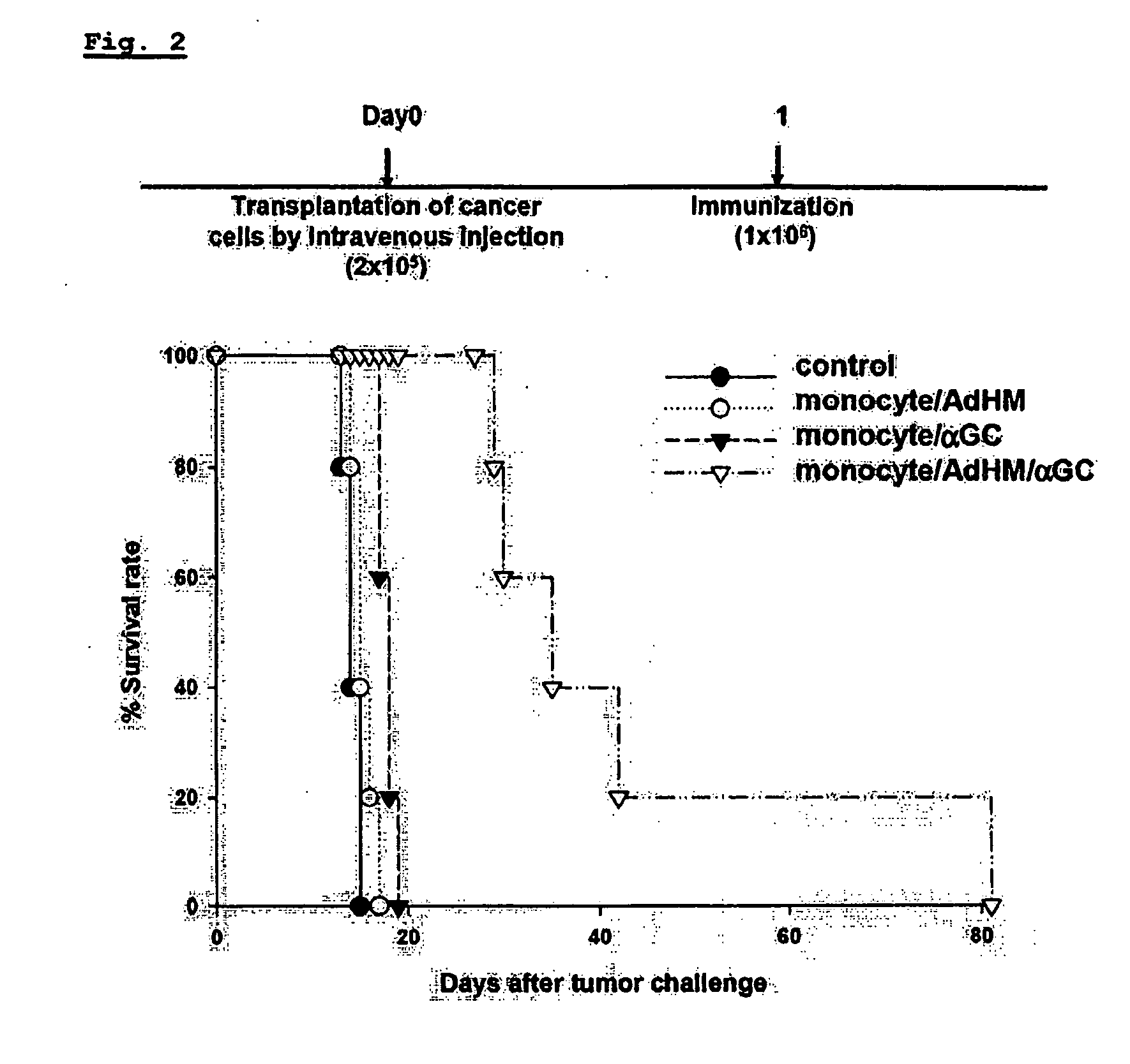 Vaccine comprising monocyte or immature myeloid cells (IMC) which were loaded with the ligand of natural killer t cell and antigen