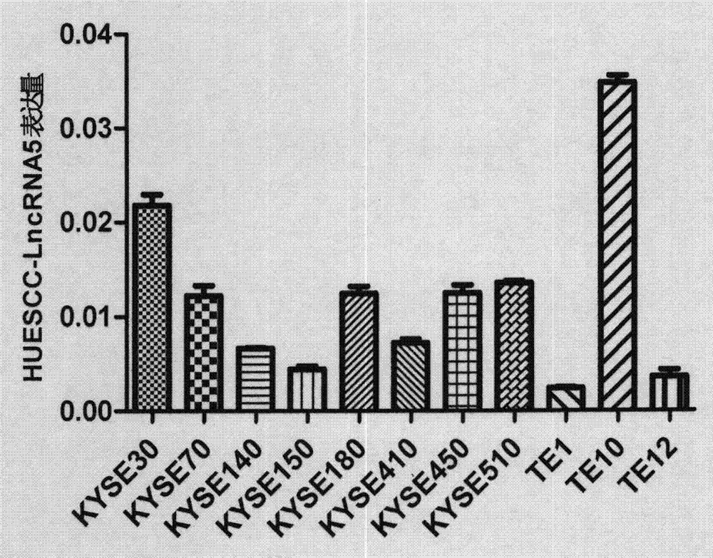 Function of HOXD-AS1 in diagnosis and treatment of esophageal squamous carcinoma