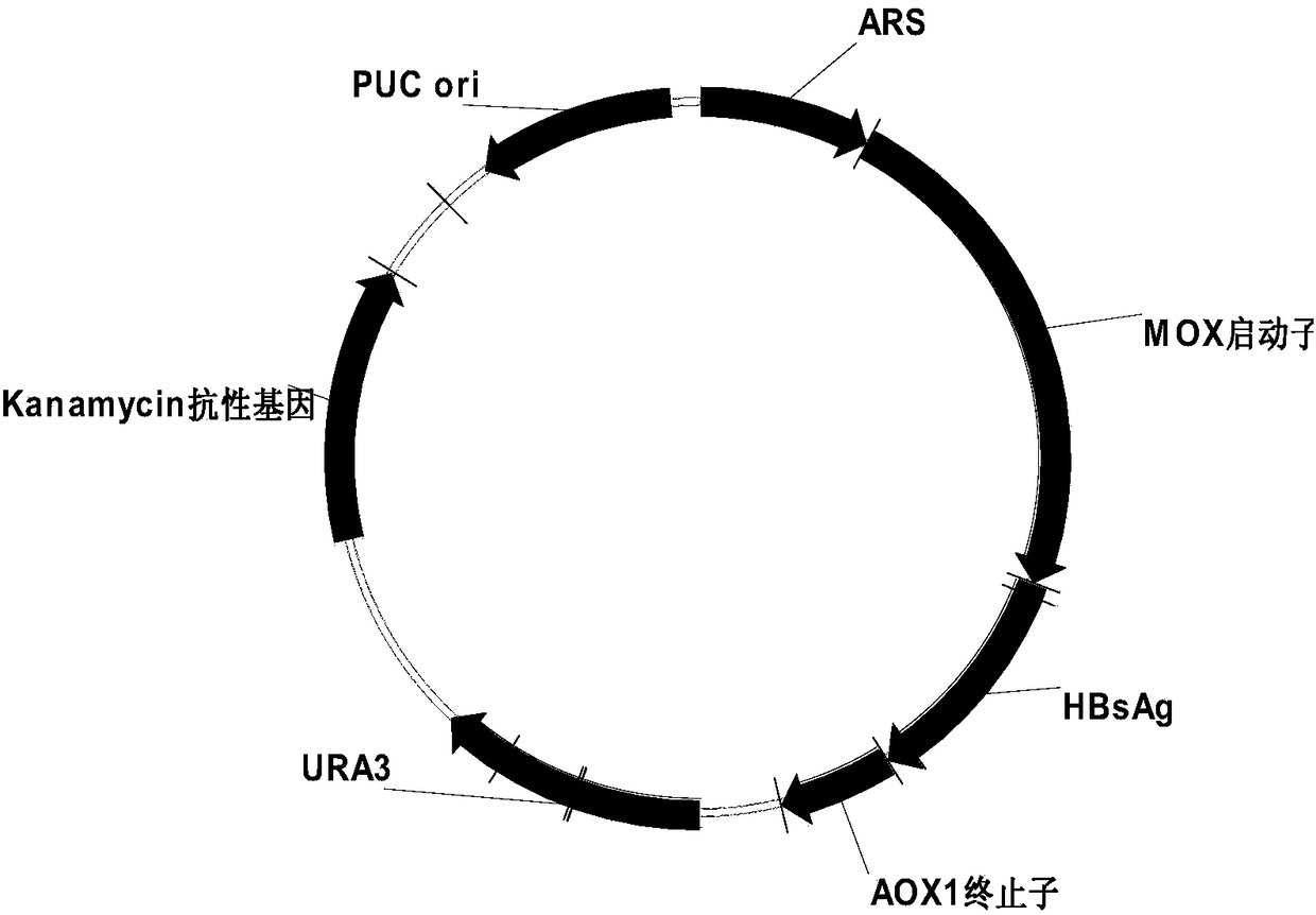 Method for producing recombinant hepatitis B surface antigen