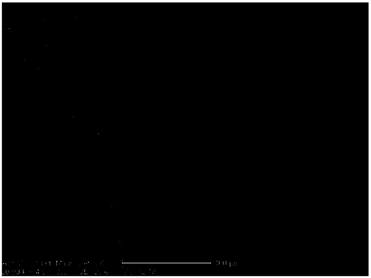 Preparation method of cobalt molydate and nickel foam composite film