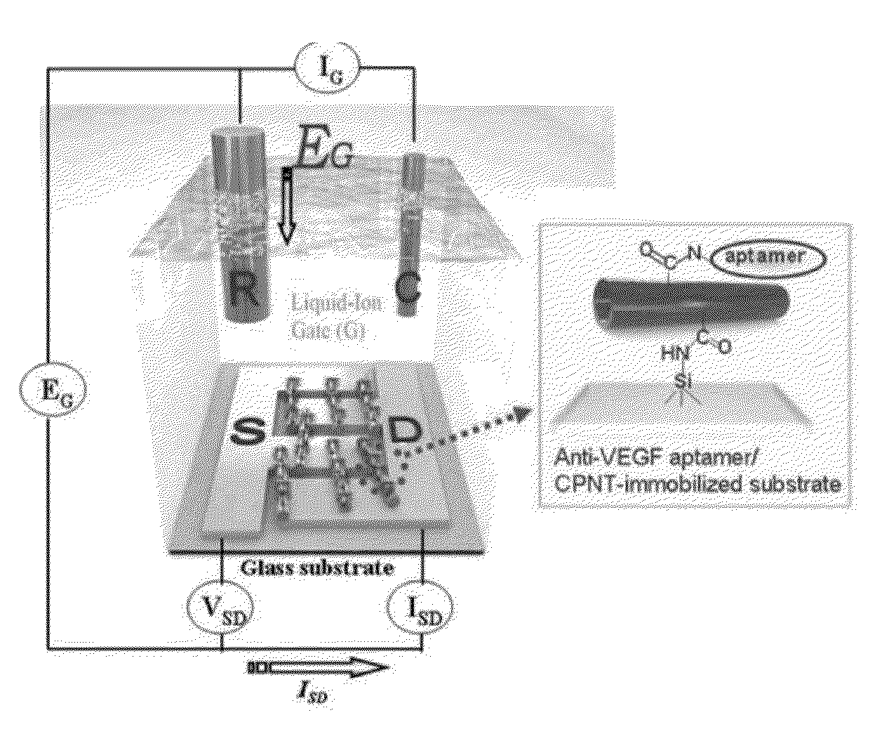 Method for fabricating novel high-performance field-effect transistor biosensor based on conductive polymer nanomaterials functionalized with Anti-vegf adapter