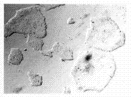 Preparation method of immobilized all-anthropogenic ECM coating matrix