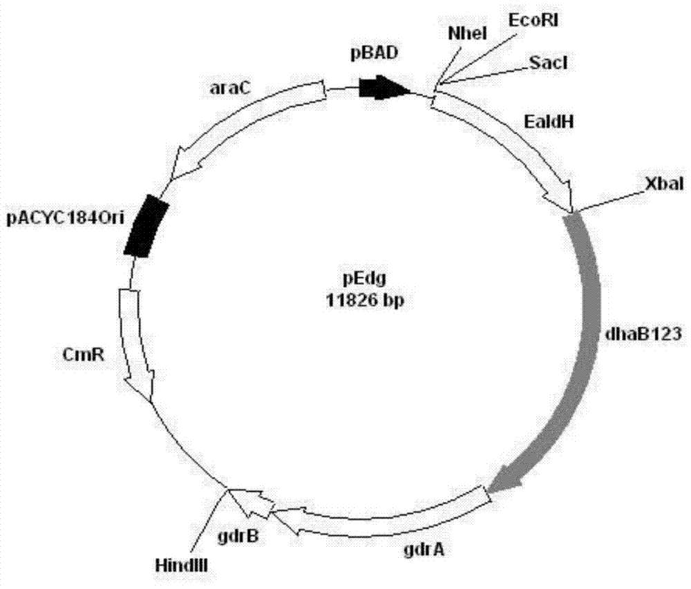 Recombination klebsiella pneumonia capable of co-producing 3-HP and P3HP, and preparation method and application thereof