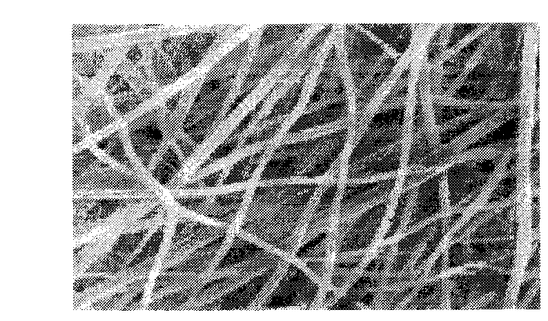 Conduit for tissue-engineered nerve transplanting and preparation method thereof