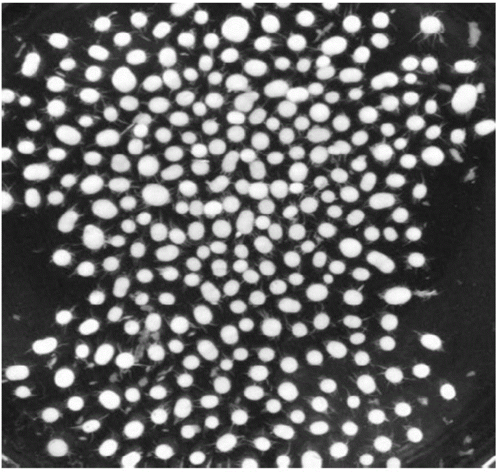 Method for controlling growth morphology of mycelia