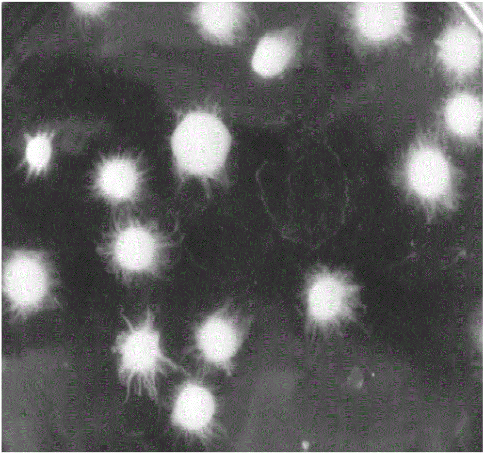 Method for controlling growth morphology of mycelia