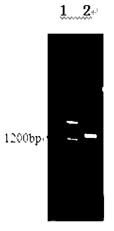 Method of expressing rotavirus virus protein 6 (VP6) protein by using silkworm bioreactor