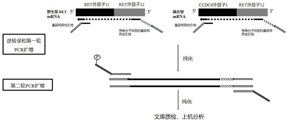 Human thyroid cancer gene fusion kit and detection method