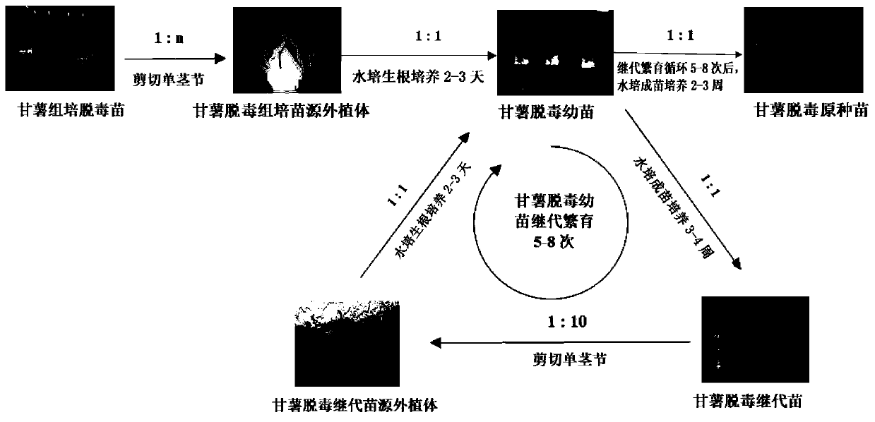 Seedling culture method for hydroponic efficient subculture of virus-free dioscorea esculenta seedlings under LED light