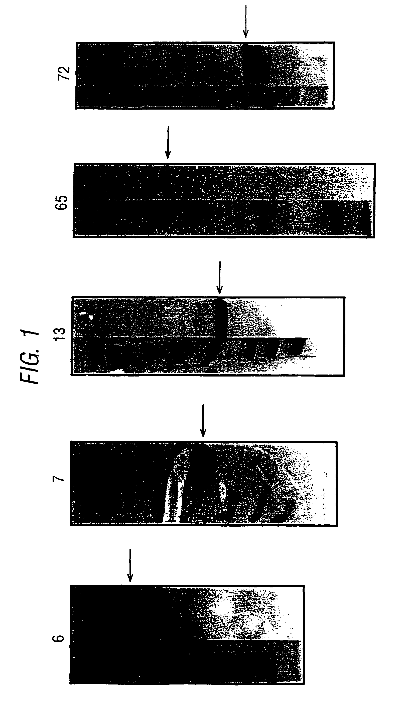 Combination neisserial compositions