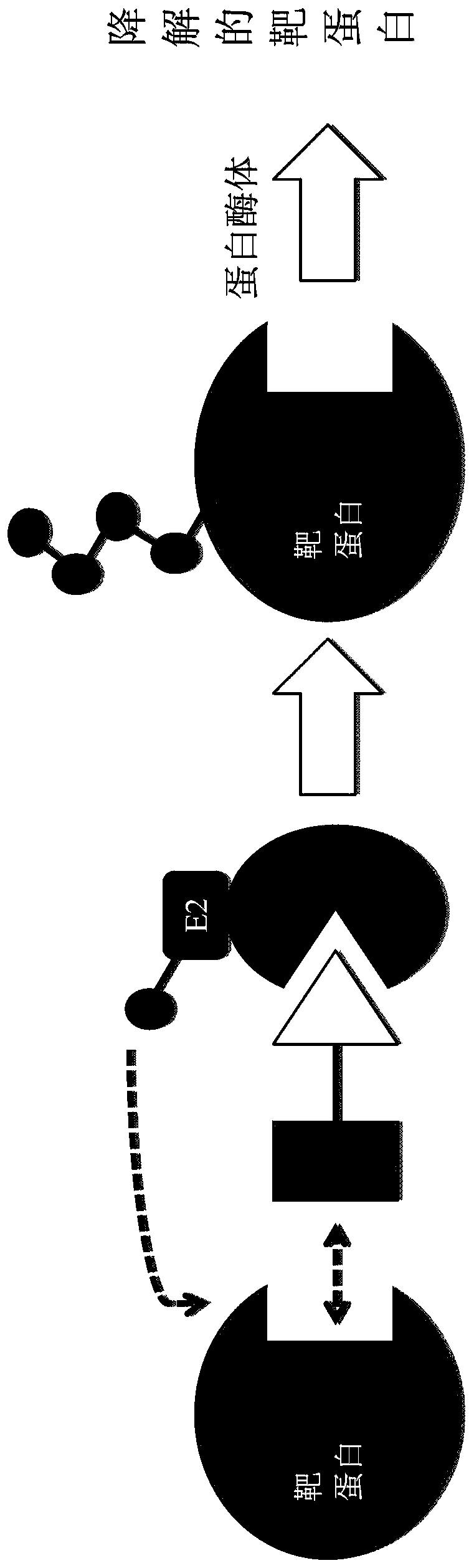 EGFR proteolysis targeting chimeric molecules and associated methods of use