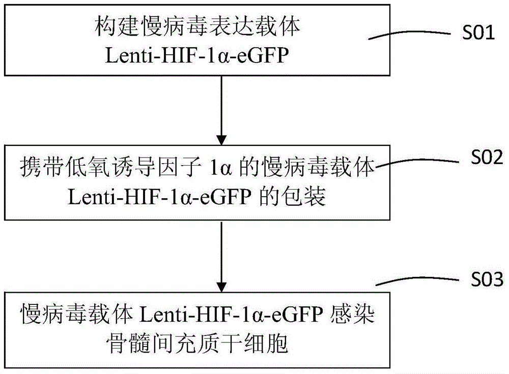 A constructing method of a bone marrow stem cell expressing an osteogenic gene