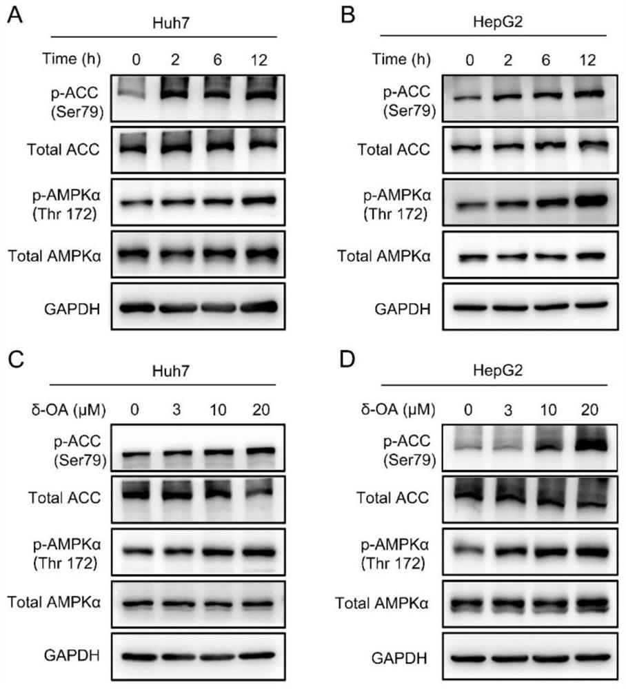 Delta-oleanolic acid saponin compound and medical application thereof