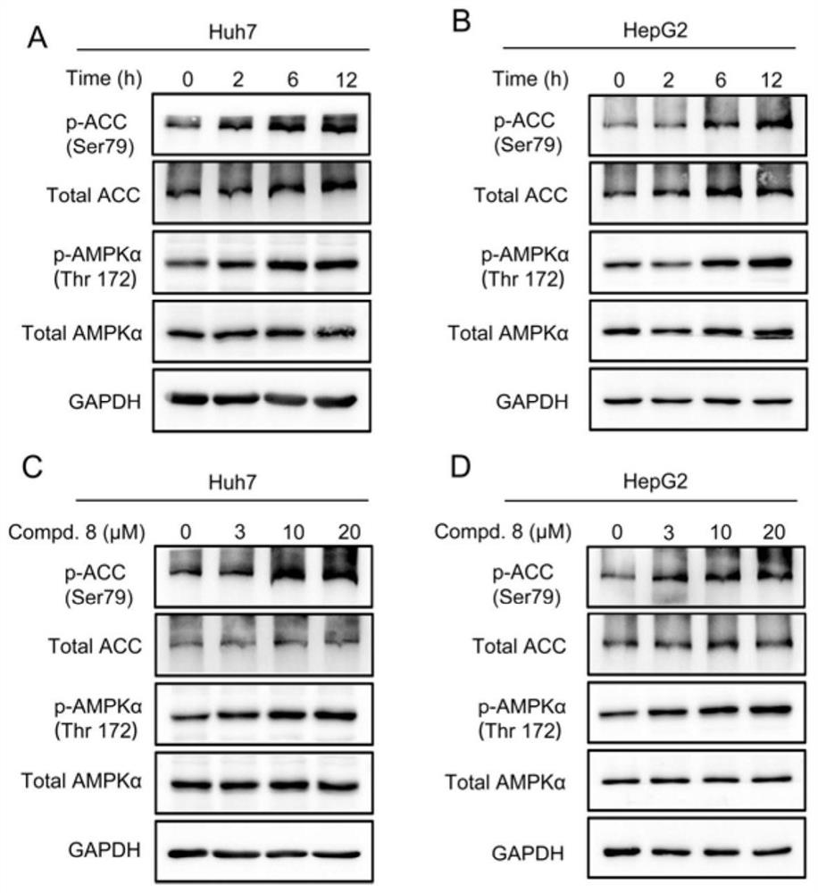 Delta-oleanolic acid saponin compound and medical application thereof