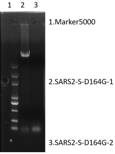 Screening method of SARS-CoV2 potential mutation sites and application thereof