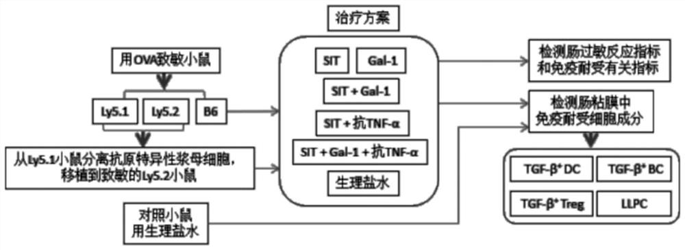 A recombinant gal-1 allergic environment immune tolerance induction model and establishment method