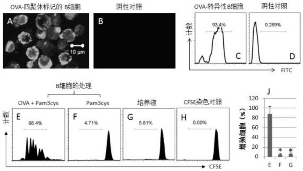 A recombinant gal-1 allergic environment immune tolerance induction model and establishment method