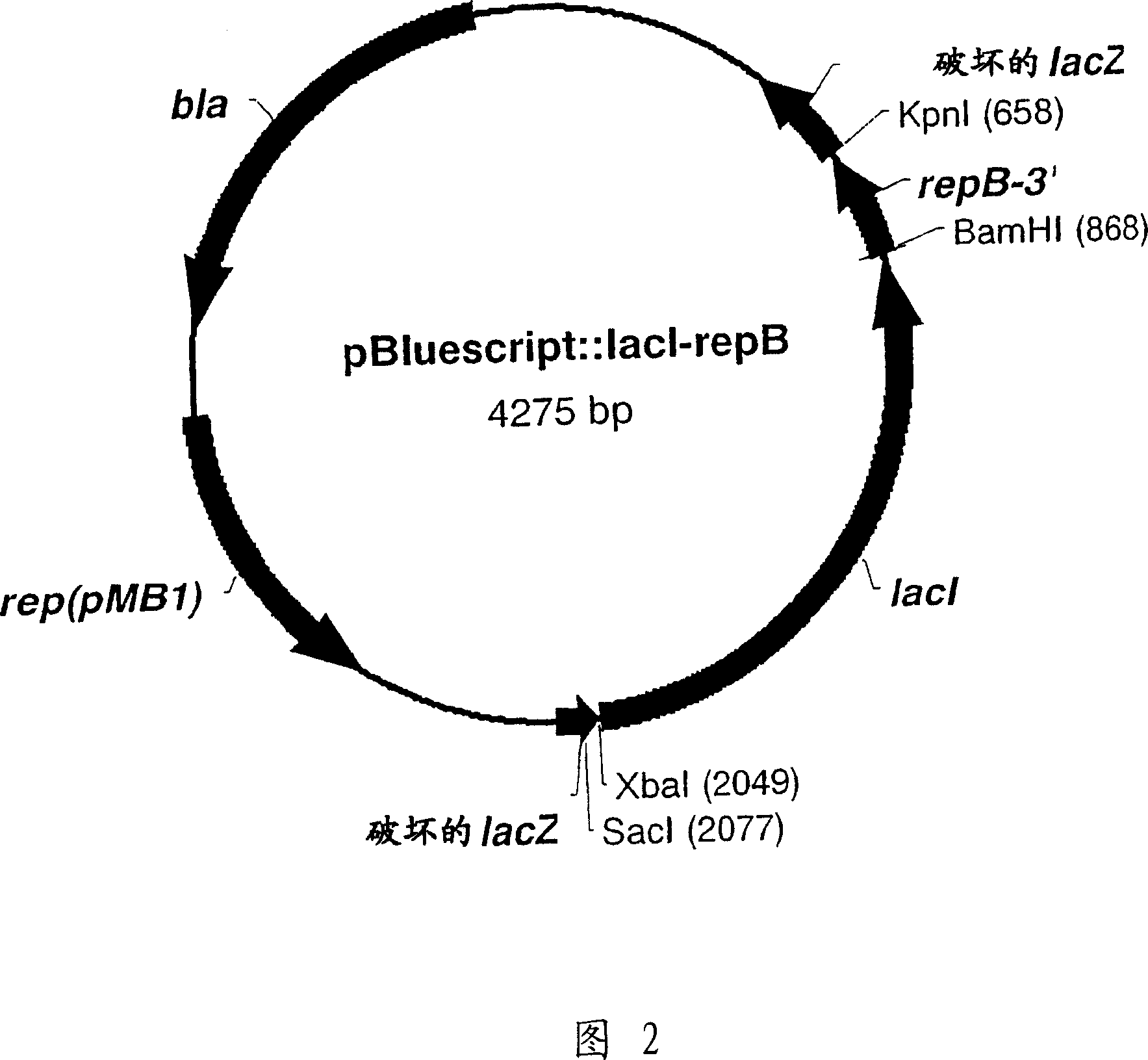 Rsf1010 derivative mob' plasmid containing no antibiotic resistance gene, bacterium comprising the plasmid and method for producing useful metabolites