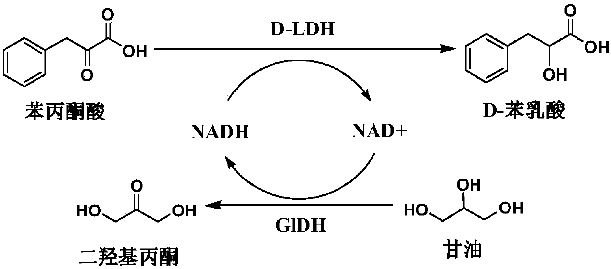 Difunctional fusion protein and method for producing D-phenyllactic acid from same