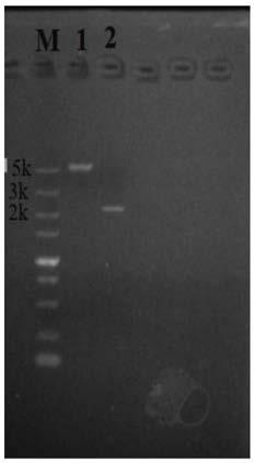 Difunctional fusion protein and method for producing D-phenyllactic acid from same